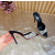 Christian Louboutin Dalmatian Print Pony Hair 100mm Stiletto Heel Mules