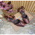 Christian Louboutin Brown Satin Crystal‑Embellished Ankle‑Tie Slingback Ballet Flats